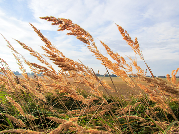 Държавата дава над 1 млрд. лв. на зърнопроизводителите