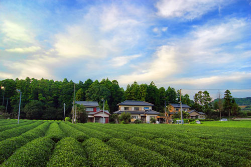  Shizuoka, мястото, където отглеждат чай в Япония