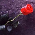 Red Rose