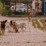 Проблемът с бездомните кучета и зачестилите напоследък случаи на нападения на гладни глутници е поредният, при който се вдига много шум.