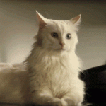 КОТЕШКИ ЕКШЪН