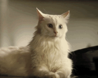 КОТЕШКИ ЕКШЪН