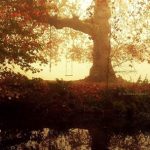 Those Days by Nelleke